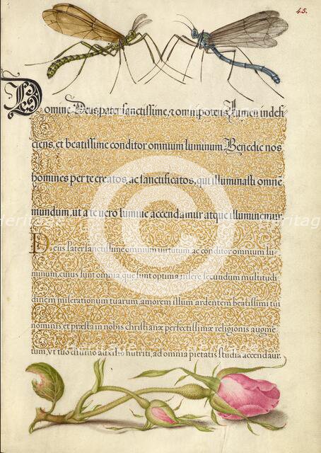 Crested Crane Fly, Insect, and French Rose, 1561-1562; illumination added 1591-1596. Creator: Joris Hoefnagel.