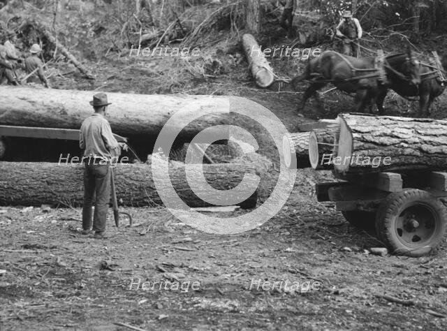 Members of Ola self-help sawmill co-op rolling white fir log..., Gem County, Idaho, 1939. Creator: Dorothea Lange.