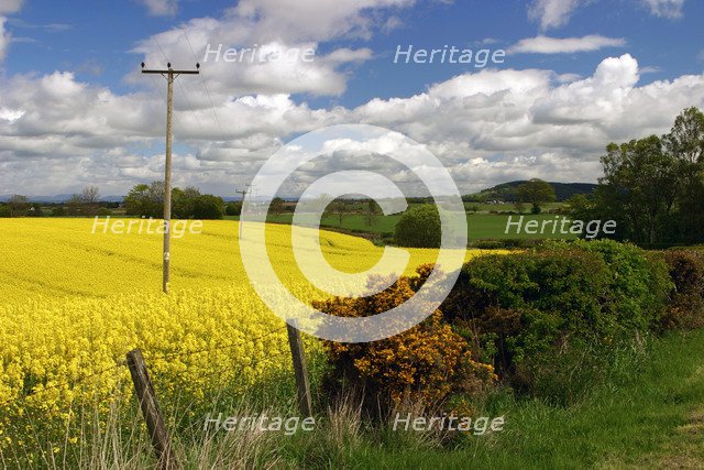 Rape seed field.