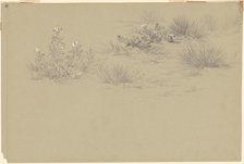 Flowering Bush and Desert Plants, 19th century. Creator: Unknown.