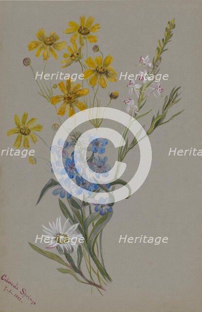 (Untitled, Group of Flowers), 1883. Creator: Mary Vaux Walcott.