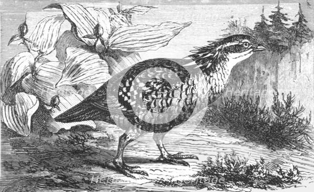 'The Pinnated Grouse (Tetrao cupido); A Flying Visit to Florida', 1875. Creator: Thomas Mayne Reid.