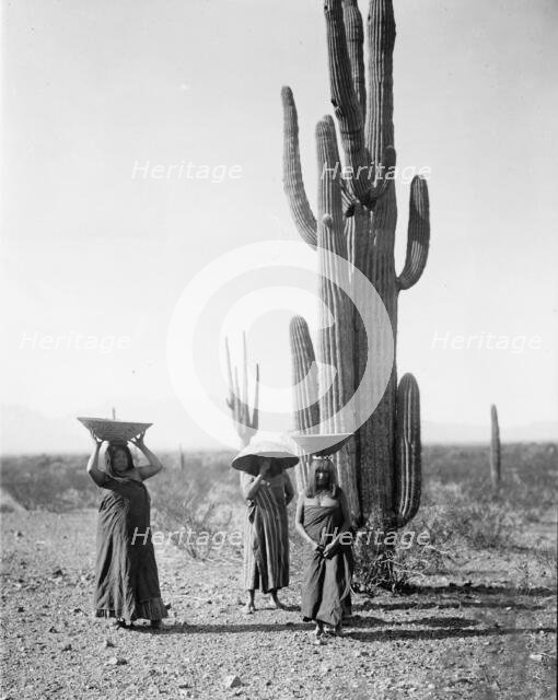 Maricopa women gathering fruit from Saguaro cacti, 1907, c1907. Creator: Edward Sheriff Curtis.