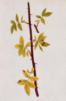 Rose stem with autumn leaves, c1870s. Creator: Unknown.