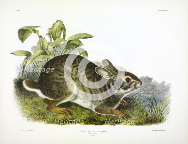 Swamp Hare, Lepus Aquaticus, 1845.