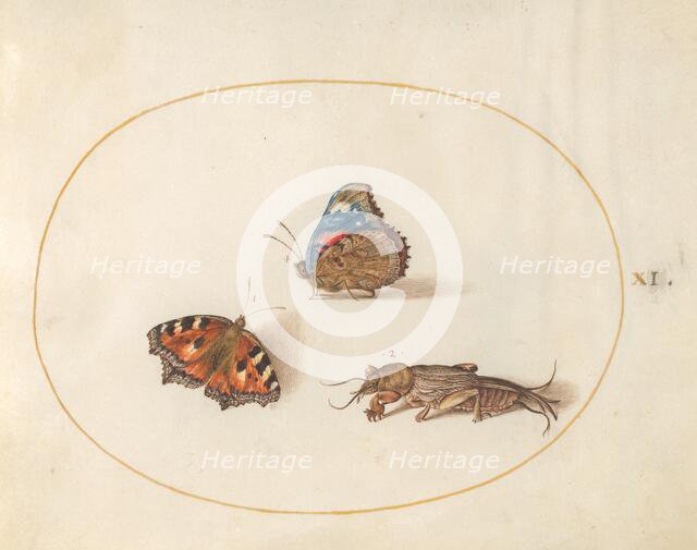 Plate 11: Two Butterflies and a Mole Cricket, c. 1575/1580. Creator: Joris Hoefnagel.