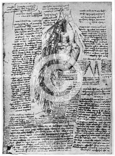 Study of the heart and the bronchial arteries, late 15th or early 16th century (1954). Artist: Leonardo da Vinci