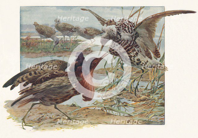 'Ruffs and Reeves', c1910, (1911). Artist: Louis Fairfax Muckley.