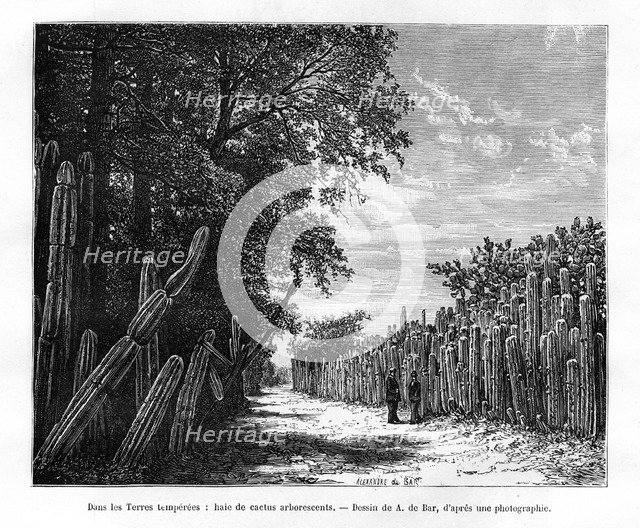 A hedge of arborescent cactus, Mexico, 19th century. Artist: Alexandre de Bar