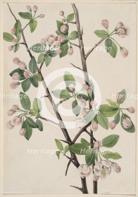 Wild Sweet Crab (Malus coronaria), 1920. Creator: Mary Vaux Walcott.
