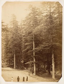 Deodars at Annandale, Simla, 1858-61. Creator: Unknown.