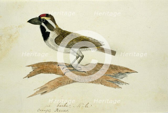Tricholaema leucelas (Acacia Pied Barbet), 1777-1786. Creator: Robert Jacob Gordon.