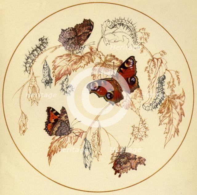 'Peacock, Smalll Tortoiseshell and Comma Butterflies...', c1930s, (1945).  Creator: Vere Temple.