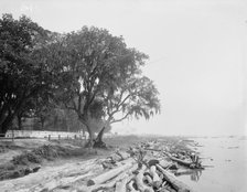 Shore at Frascati, Mobile, Ala., The, (ca 1900?). Creator: Unknown.