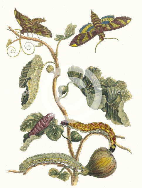 Figuier d'Amerique. From the Book Metamorphosis insectorum Surinamensium, 1705. Creator: Merian, Maria Sibylla (1647-1717).