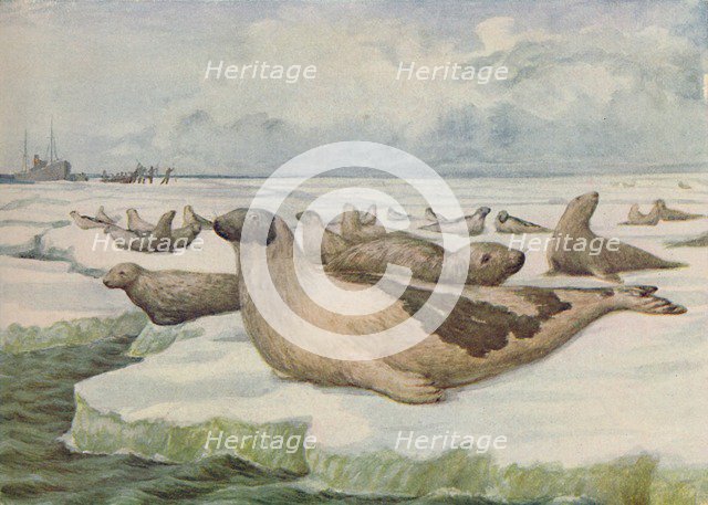 'Seal-Hunting, Newfoundland', 1916. Artist: Lowther, C.G.