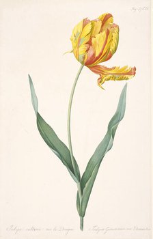 Tulipa Gesneriana var. Dracontia (Parrot Tulip) , 1816. Creator: Redouté, Pierre-Joseph (1759-1840).