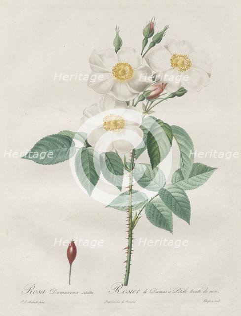 Les Roses: Rosa Damascena, subalba, 1817-1824. Creator: Henry Joseph Redouté (French, 1766-1853).