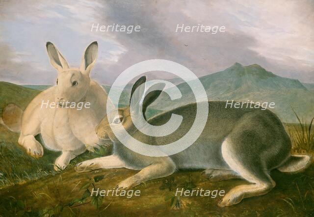 Arctic Hare, c. 1841. Creator: John James Audubon.