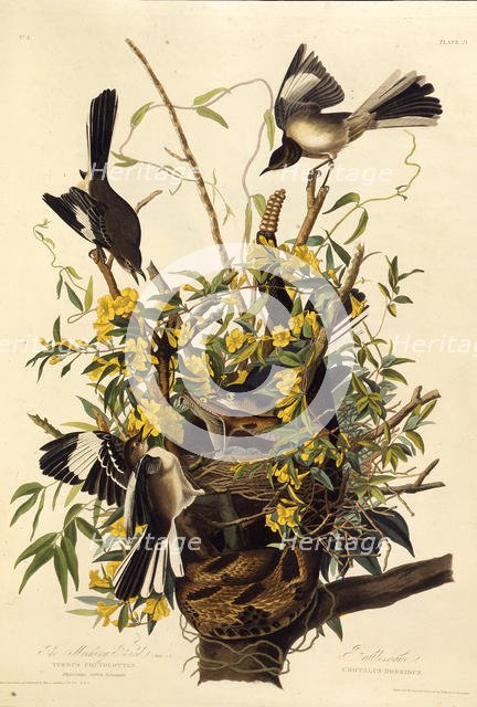 The northern mockingbird. From "The Birds of America", 1827-1838. Creator: Audubon, John James (1785-1851).