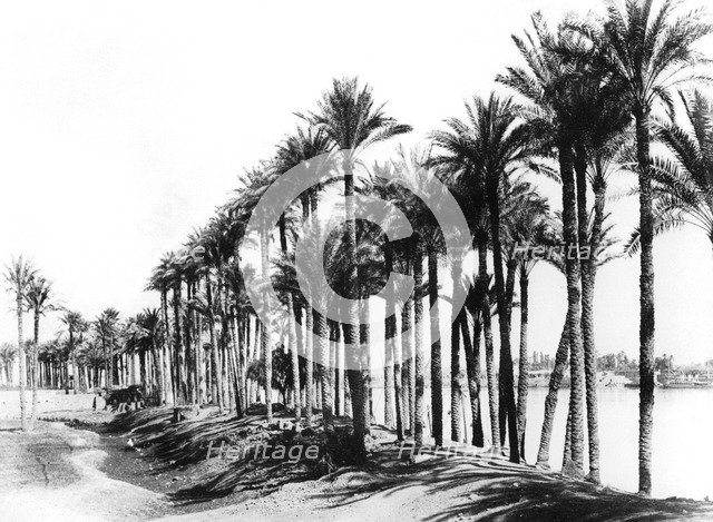 Palm Trees beside the Nile, Egypt, 1895. Artist: Zangaki