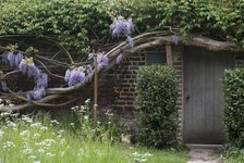 A house covered by ancient wisteria branches, close to Richmond Park, Richmond, England. Creator: Ethel Davies;Davies, Ethel.