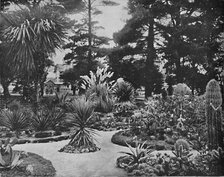 'Arizona Garden. Monterey, Cal.', c1897. Creator: Unknown.