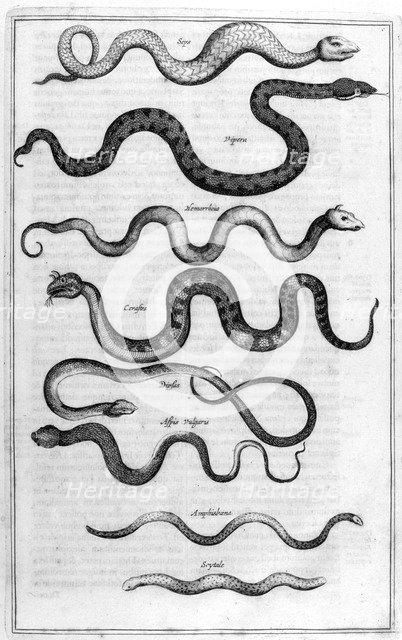 Serpents, 1675.  Artist: Athanasius Kircher