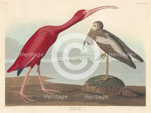 Scarlet Ibis, 1837. Creator: Robert Havell.
