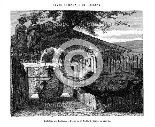 Abattoir, Uruguay, 19th century. Artist: D Maillard