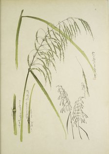 Study of grass. From: Le Japon Artistique. Documents d'art et d'industrie réunis, May 1888, 1845.