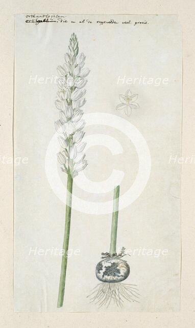 Ornithogalum conicum Jacq., 1778-1786. Creator: Robert Jacob Gordon.