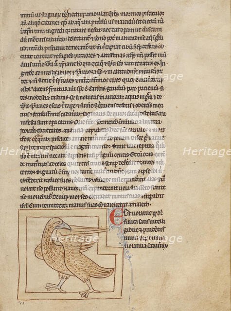 A Coot; Northumberland Bestiary, about 1250-1260. Creator: Unknown.