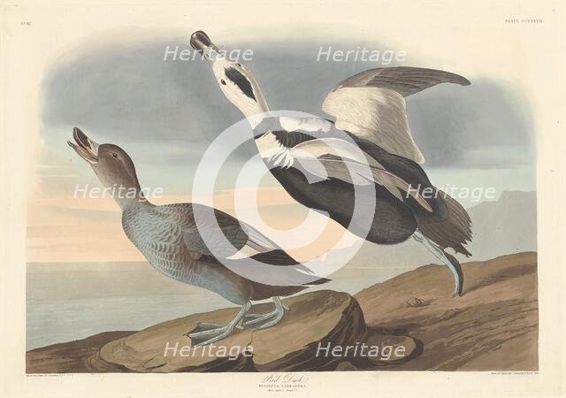 Pied Duck, 1836. Creator: Robert Havell.