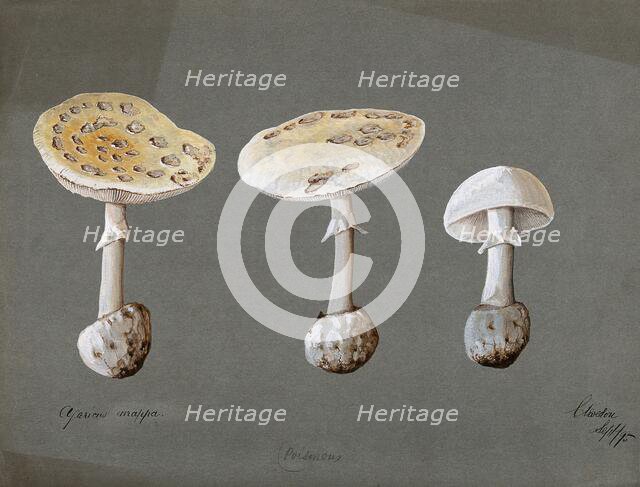 False death cap fungus (Amanita citrina): three fruiting bodies, 1895. Creator: Unknown.
