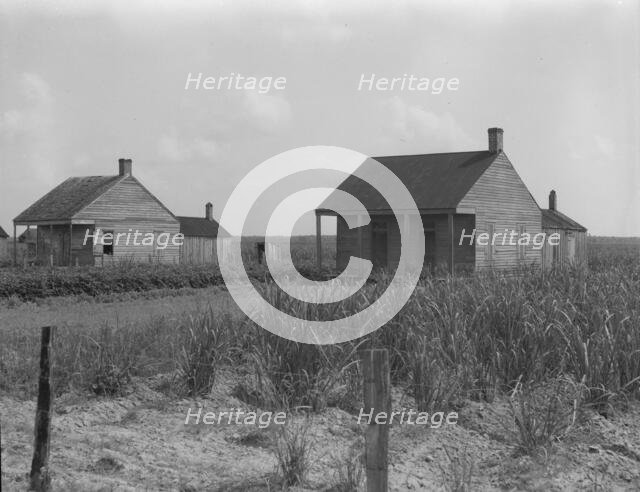 Cabins for sugarcane workers, Bayou La Fourche, Louisiana, 1937. Creator: Dorothea Lange.