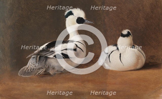 Smews, 1867. Creator: Ferdinand von Wright.