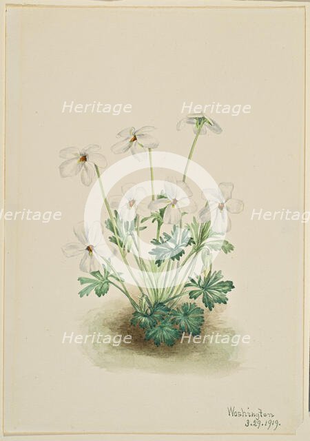 Pansy Violet (Viola pedata), 1919. Creator: Mary Vaux Walcott.