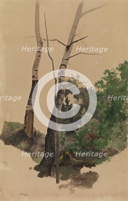 Two bare birch trunks and bushes, 1859. Creator: Werner Holmberg.