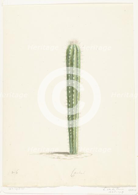 Cactus, 1668-1729. Creator: Vincent Laurentz van der Vinne I.