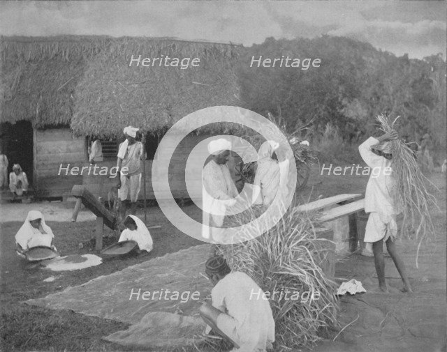 'Native labourers Preparing Rice in Jamaica', c1890. Artist: Unknown.