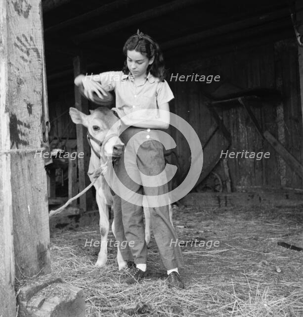 Young girl, daughter of small pear farmer tends her calf, near Medford, Oregon, 1939. Creator: Dorothea Lange.