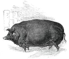 Mr.W. F. Hobbe's improved Essex boar, 1844. Creator: Unknown.