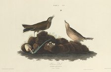 Brown Lark, 1827. Creator: William Home Lizars.