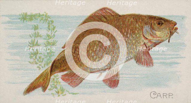 Carp, from the Fish from American Waters series (N8) for Allen & Ginter Cigarettes Brands, 1889. Creator: Allen & Ginter.