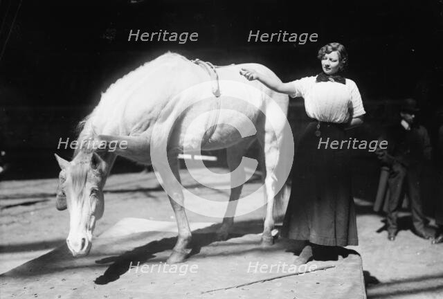 Barnum-Bailey Show - Model Artist Horse Posing, between c1910 and c1915. Creator: Bain News Service.