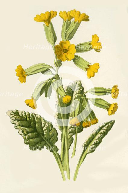 'Cowslip', 1877. Creator: Frederick Edward Hulme.