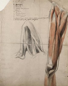 The muscles and tendons of the leg: two figures, including a black chalk sketch of a leg..., 1815. Creator: Charles Landseer.