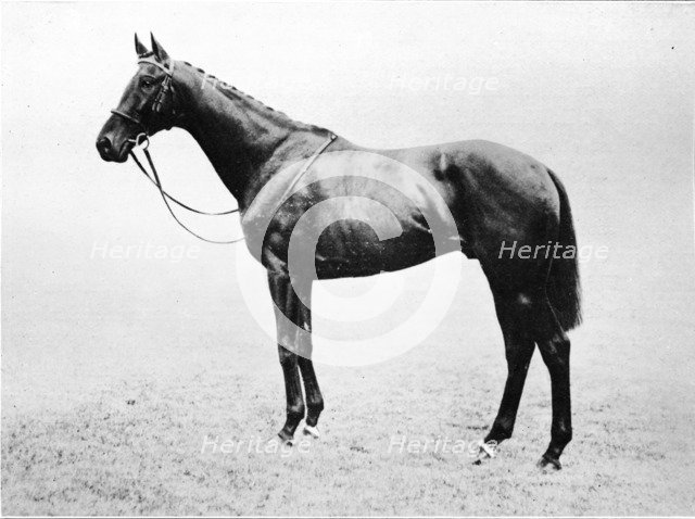 'Bayardo', 1911. Artist: Unknown.