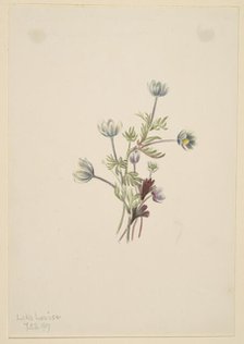 Anemone (Anemone drummondii), 1907. Creator: Mary Vaux Walcott.